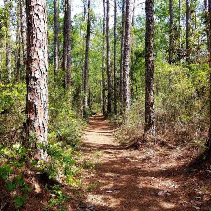 Section of White Loop Near Losco Regional Park Trails