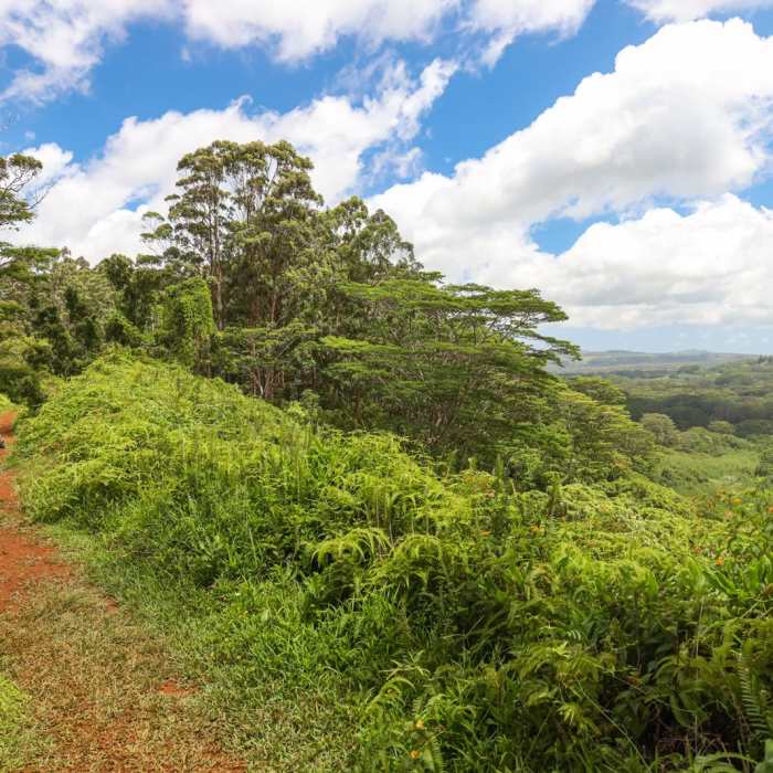 Near Kuilau Ridge Trail