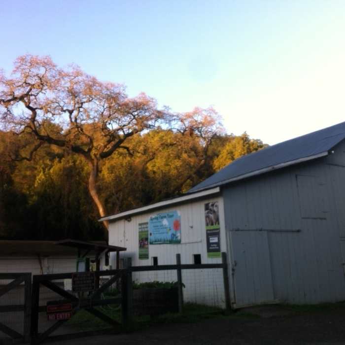 Near Coyote, Lower Meadow, and Permanente Creek Loop