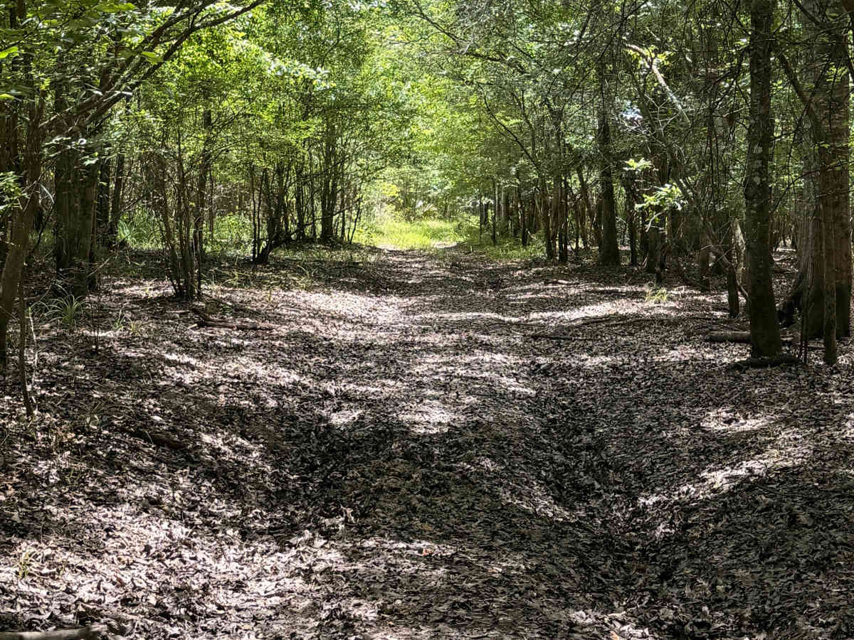 Swamp Camp Trail photo 3