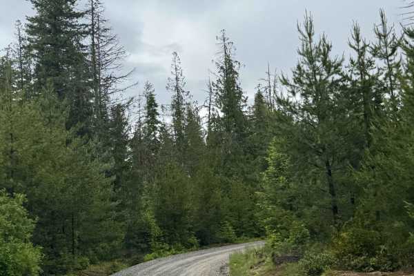 Woodrat Trail - FS 1048