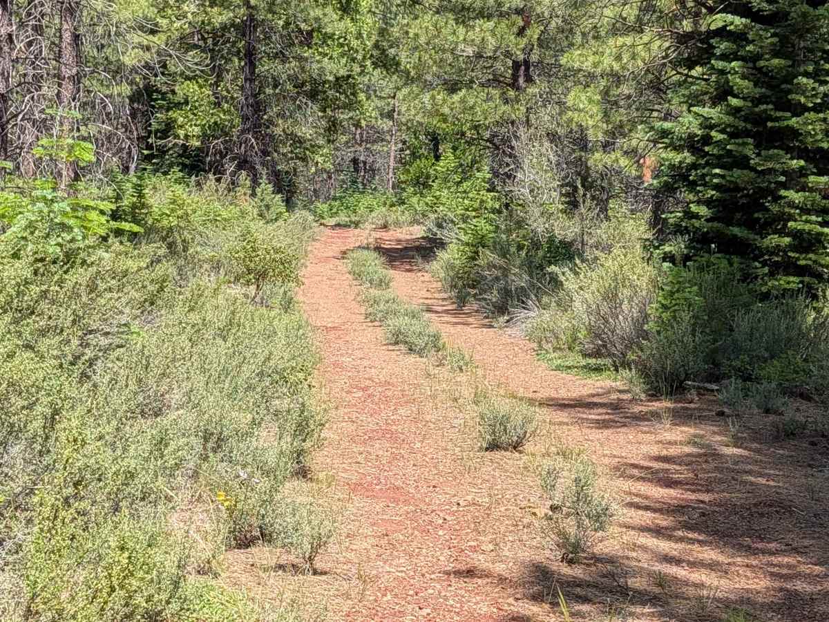 Cheat Grass - FS 44N10 trail photo