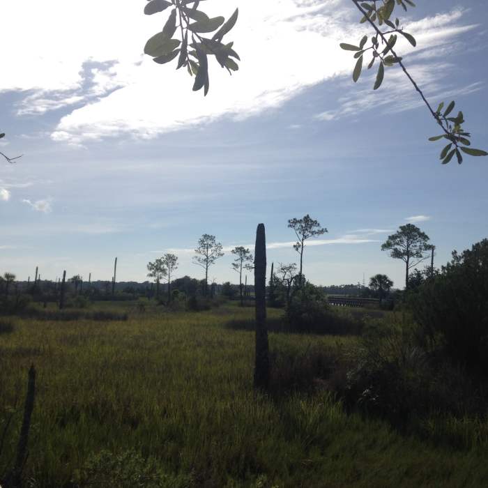 A view of the marsh with sparsely-leaved tree remnants. Near Castaway Island