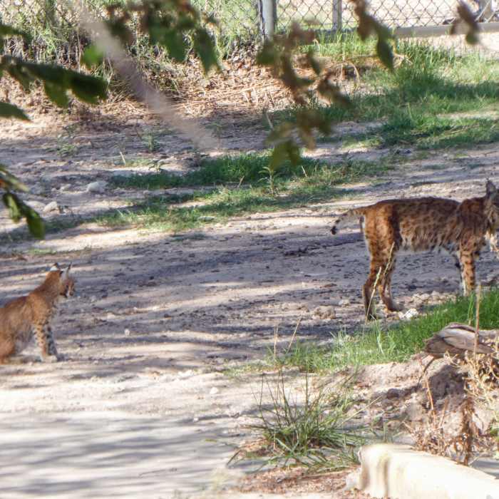 A bobcat and her cub just south of the train trestles. Near Mae Simmons Outer Loop Trail