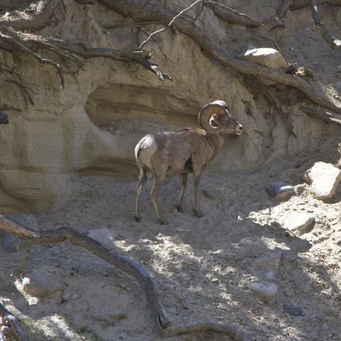 Near Middle Fork of the Salmon River Trail a Day 6