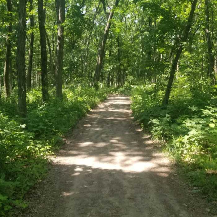 Near East Bluff Woods Trail