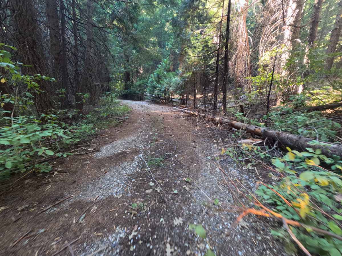 Bonanza - FS 21N01Y trail photo