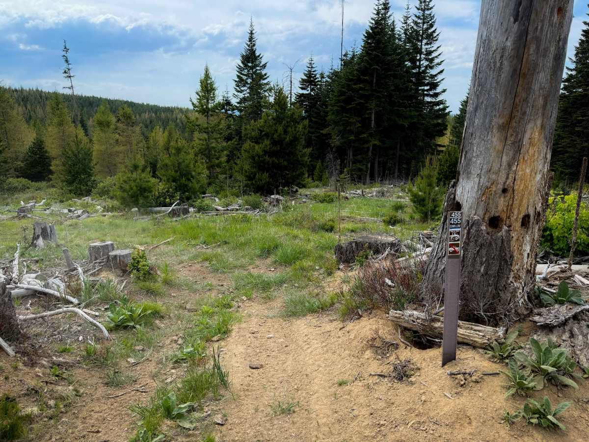 Down Low - Trail 455   trail photo