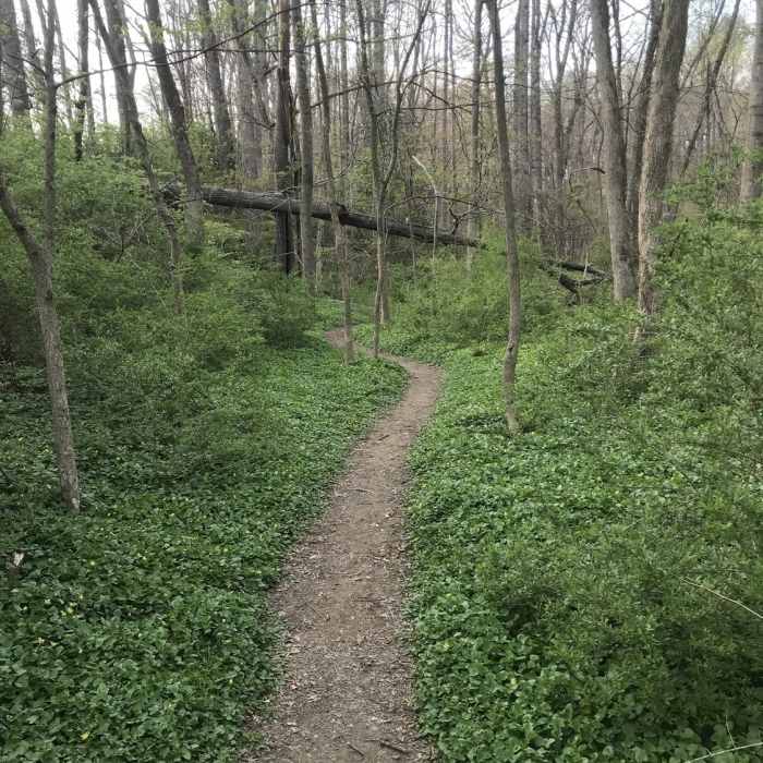 Smooth singletrack in springtime Near W&OD Trail
