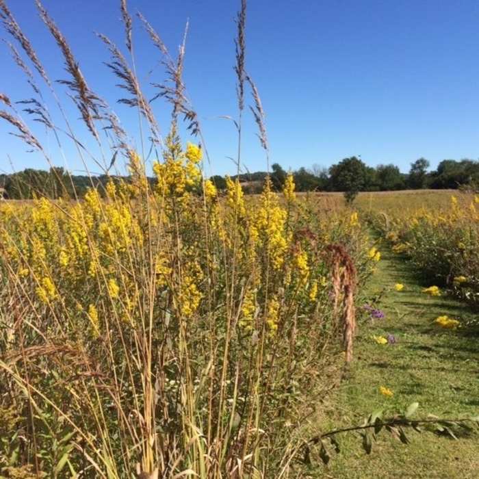 Near Wapello Loop Trail