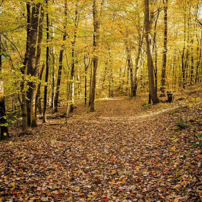 Near Redbud Trail