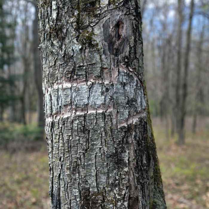 Near Tank Hollow Trail Near Tank Hollow Trail
