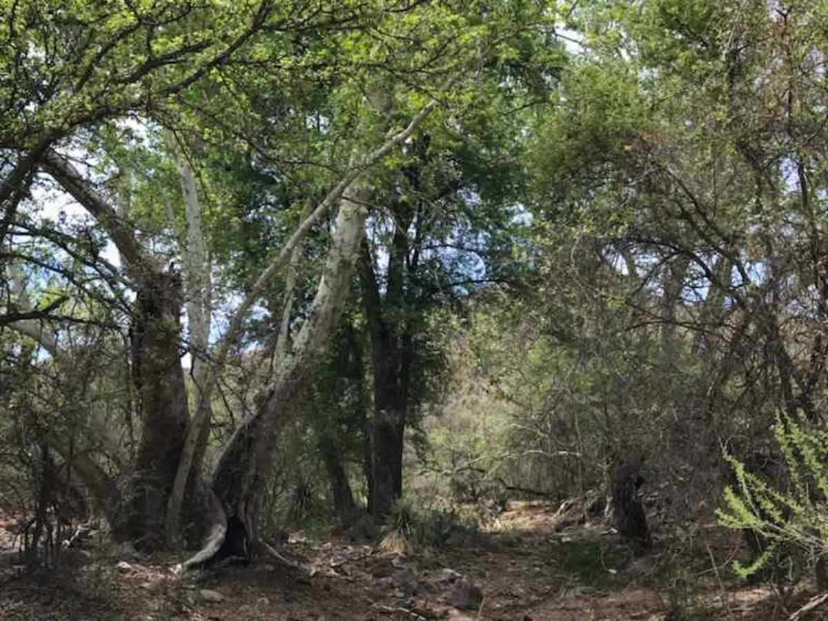 Red Springs Pass trail photo