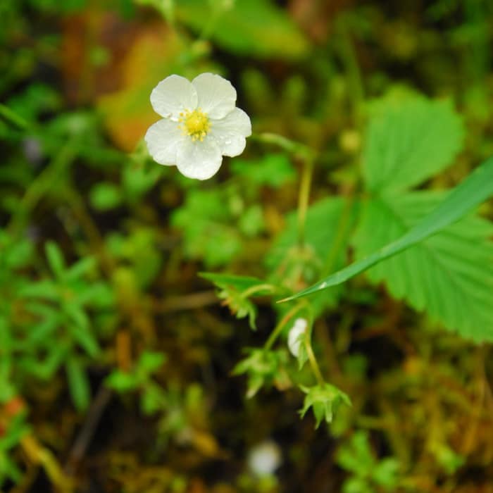 Near Wahclella Falls Hike