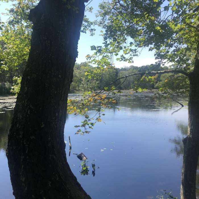 Near Blue Trail