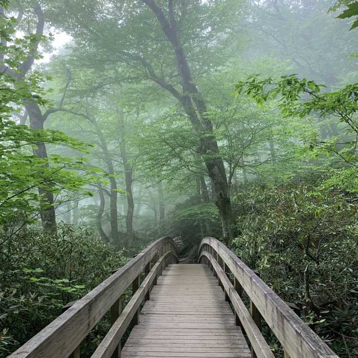 Rainy day up in the clouds overlooking the trail to Lin cove Near Tanawha Trail