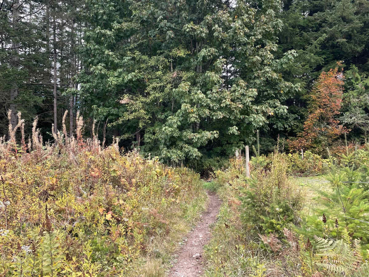 Fence Line photo 6