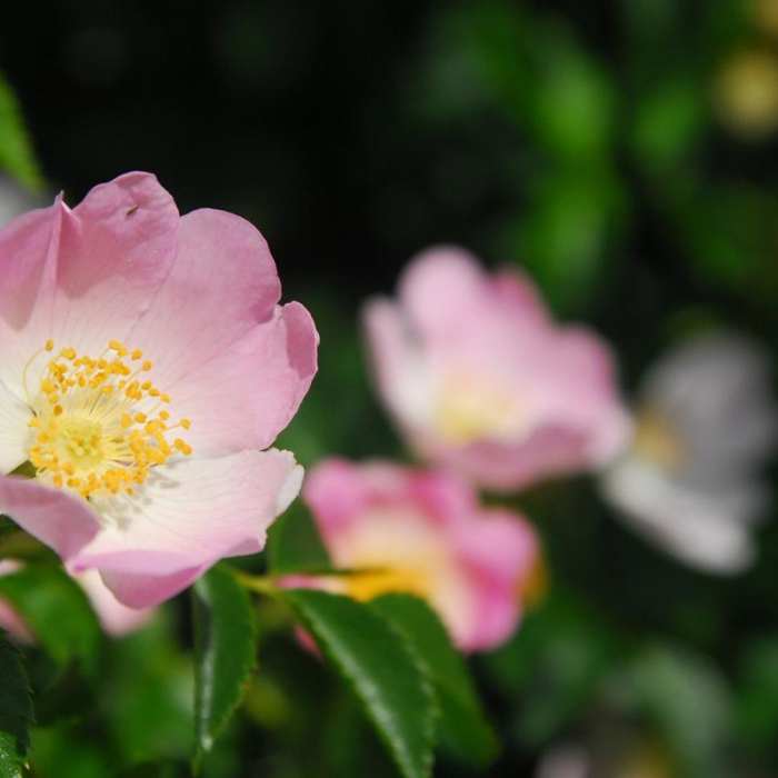 Near Coyote Wall Hiking Trail