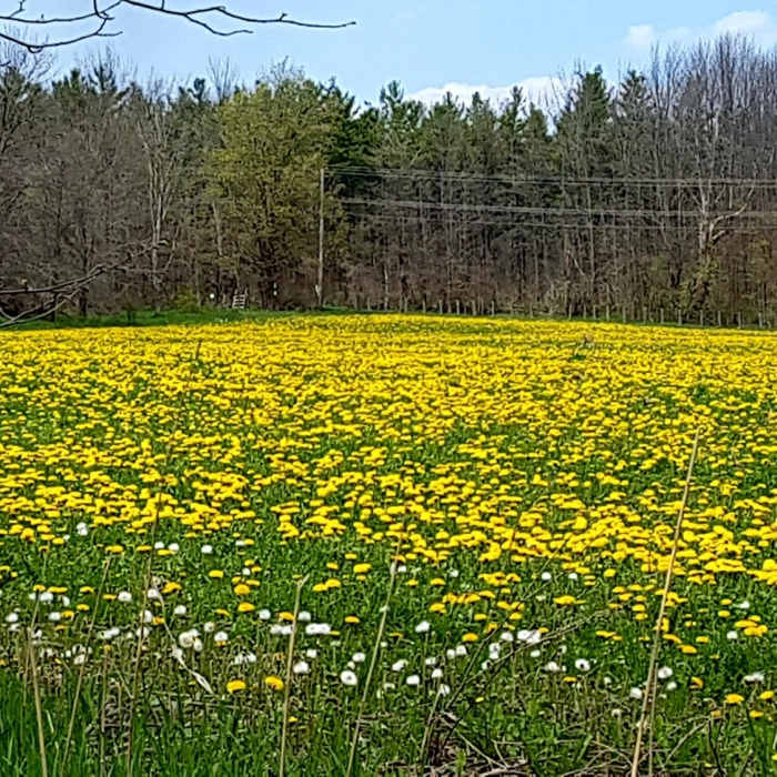 May 15, 2021, fields ablaze with Dandelions. Near Beaver Valley Bruce Trail - South Section