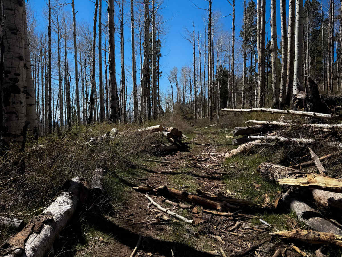 Upper 2 Mile ATV Trail  photo 6