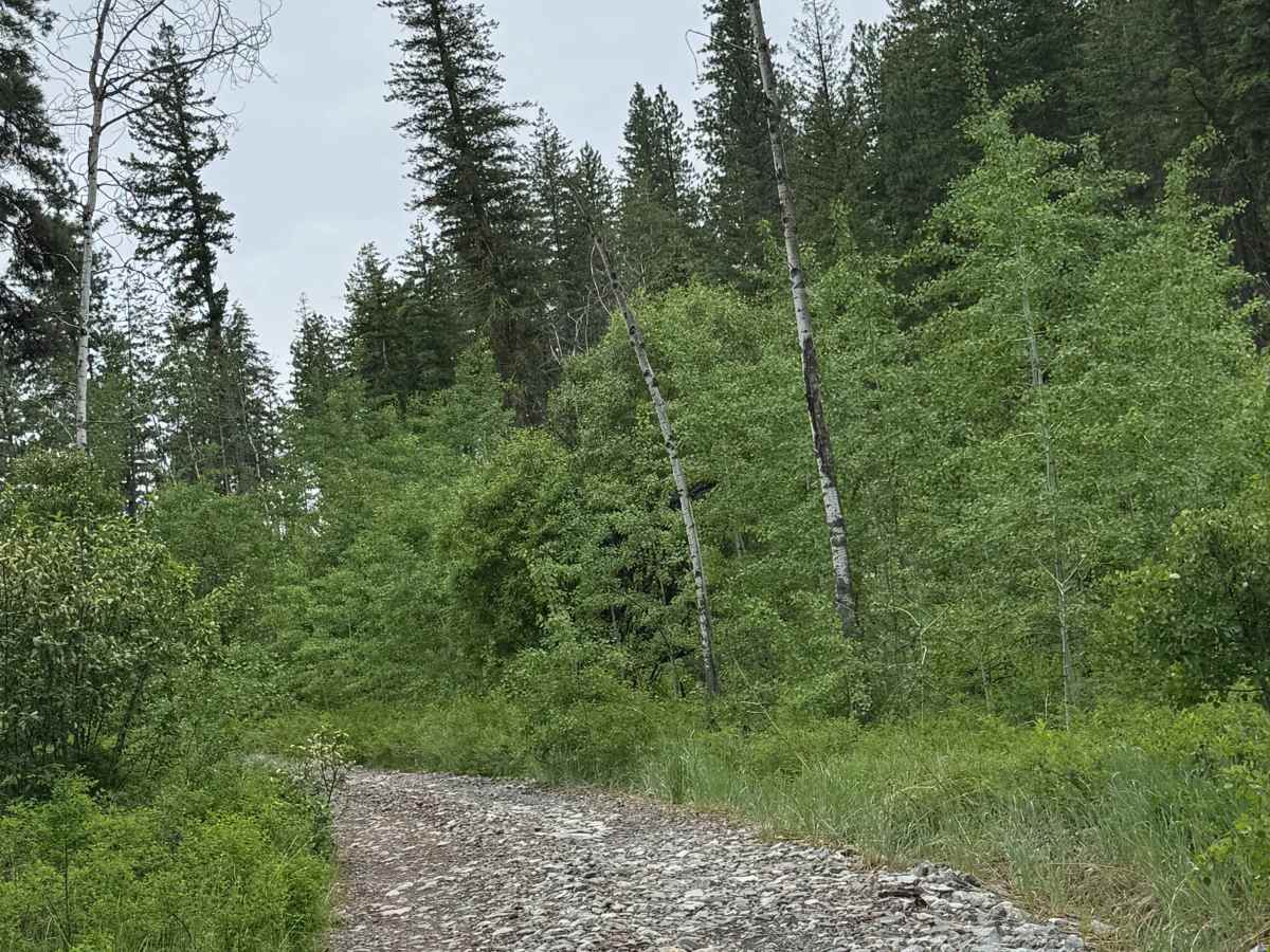 Cougar Lake Road photo 5
