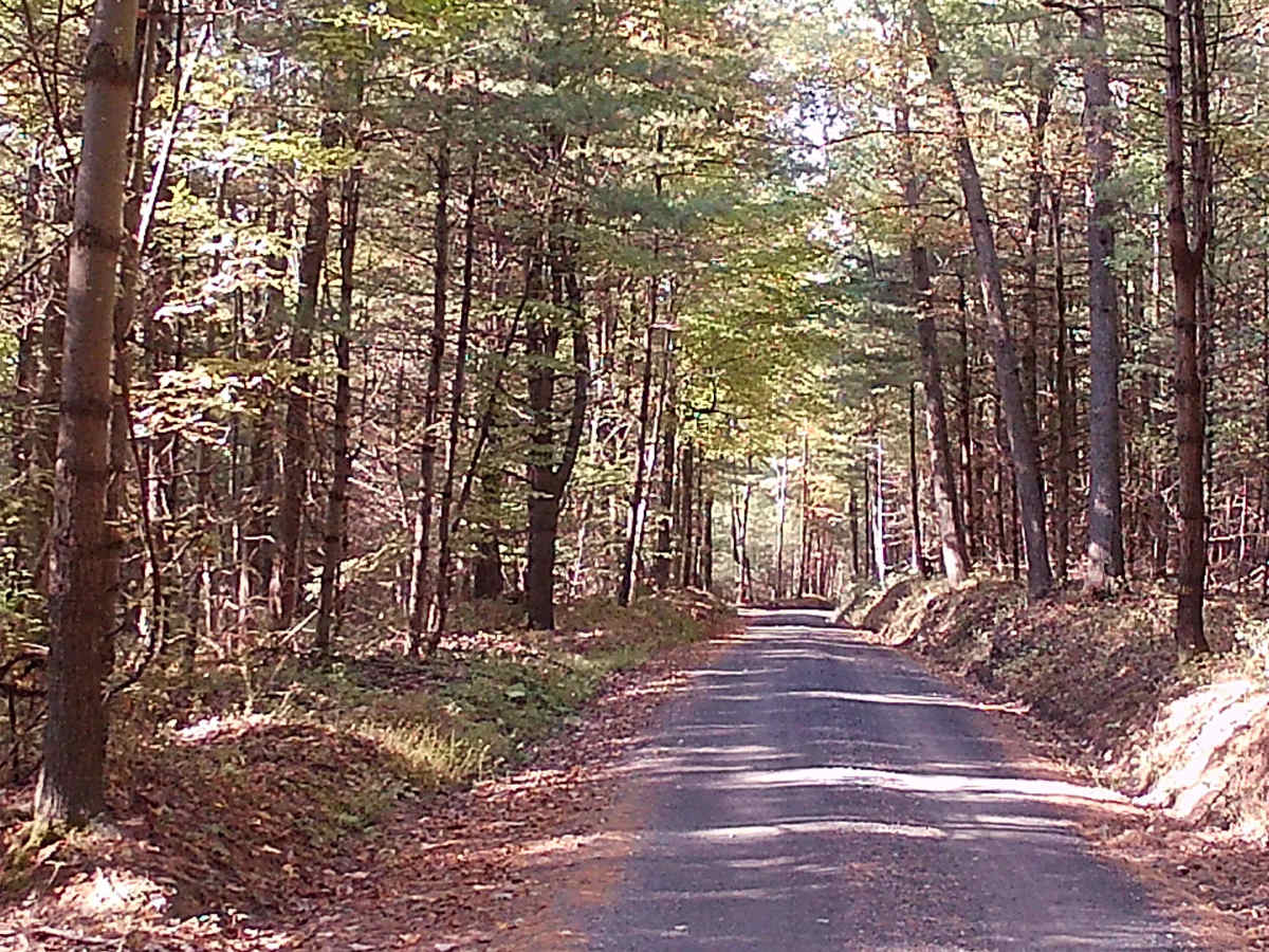 Decker Run Road trail photo