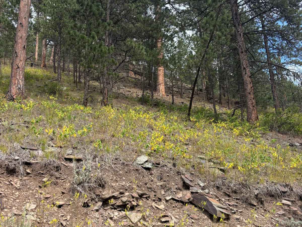 Lind Gulch trail photo