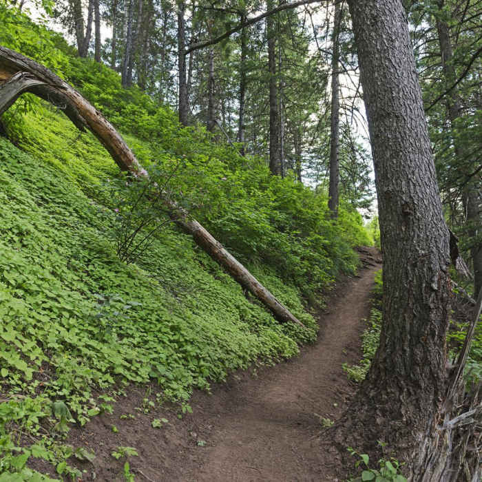 Near Terraces - Elbow Fork Trail