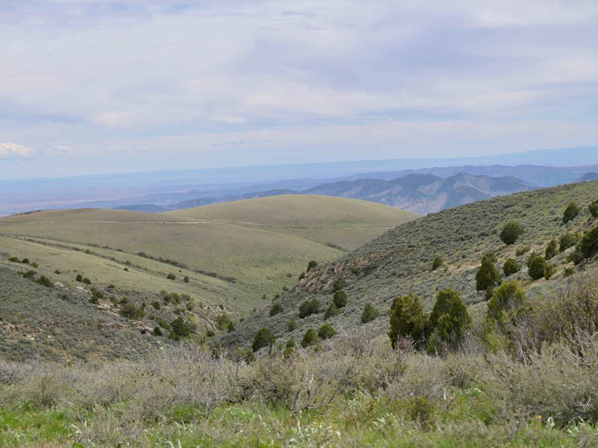 Marvin Spring Loop - FS 10053 photo 6