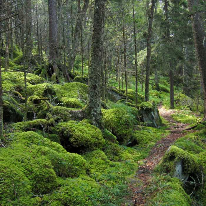 Forest on Baxter Creek Trail in Great Smoky Mountains National Park Near Mt. Sterling Loop (Big Creek / Baxter Creek)