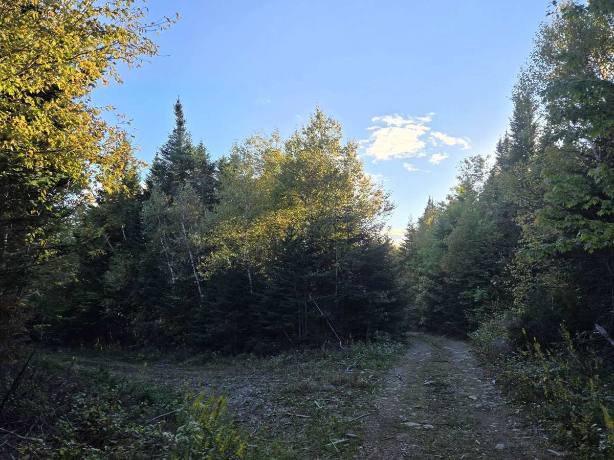 Stanyard Lake - Caledonia Mountain trail photo