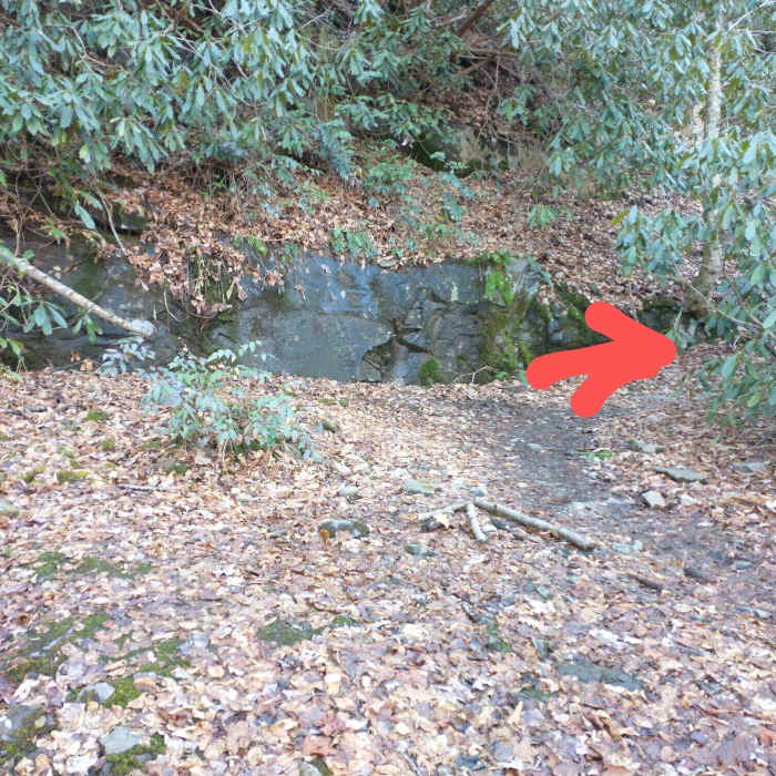 Near Lynn Camp Prong Trail