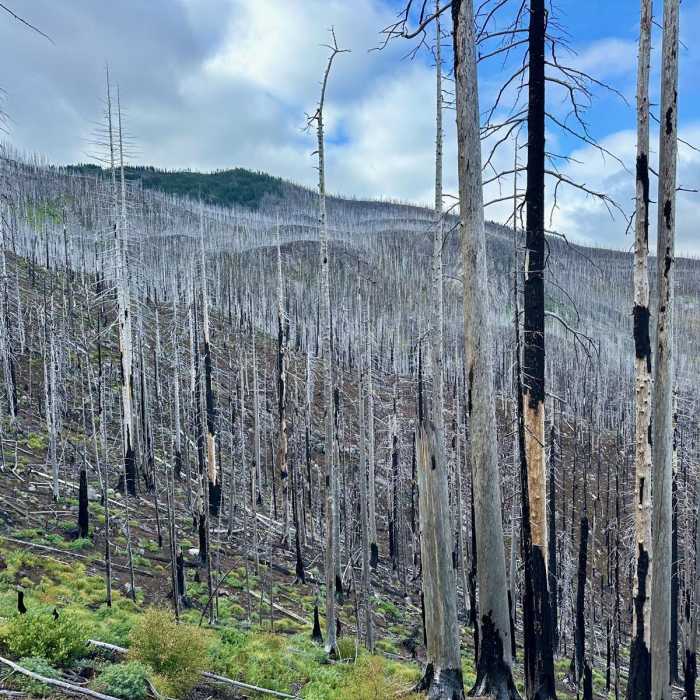 Near Pacific Crest Trail: Mount Jefferson Wilderness