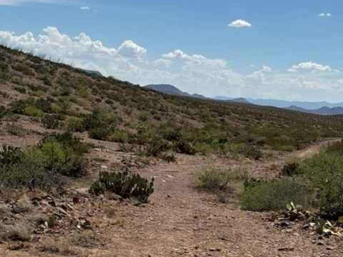 BLM PE1137 photo 5