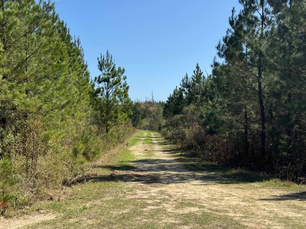Lomo Field Road trail photo