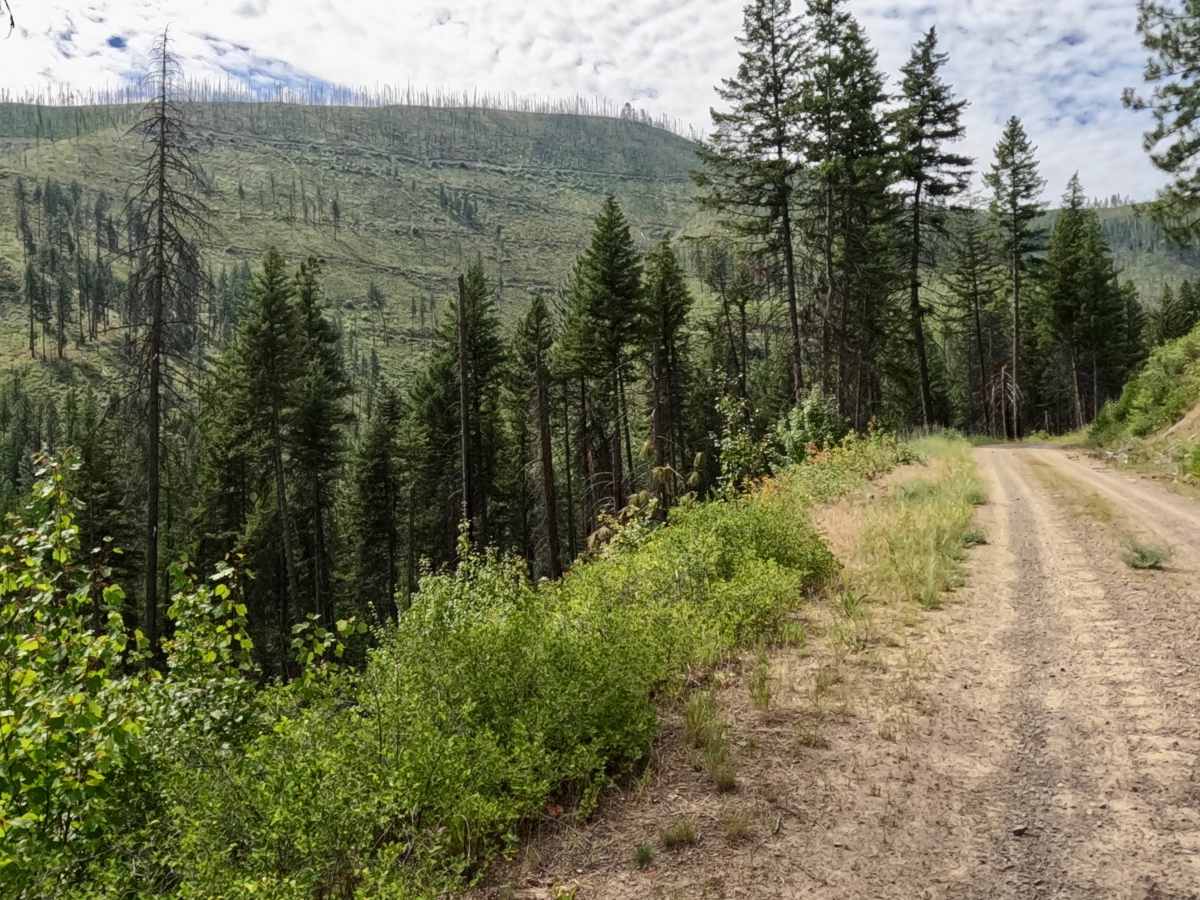 Weaver Gulch Trail photo 3