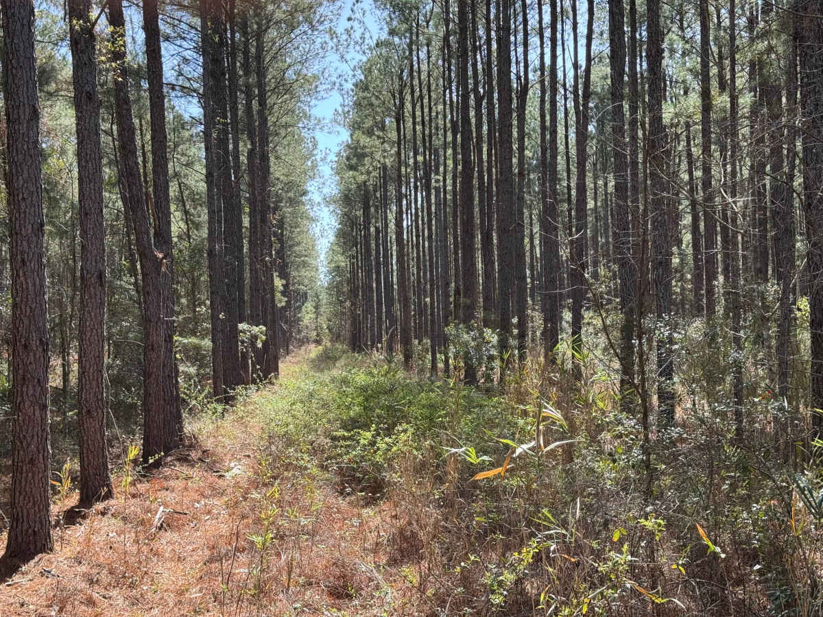 Belle Vista Road photo 5