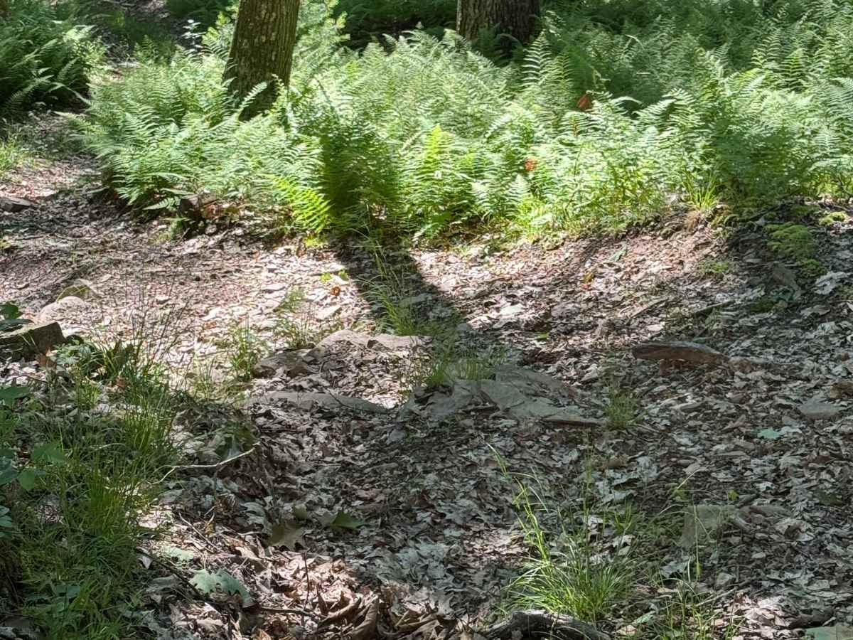 Francis Trail Black Loop photo 6