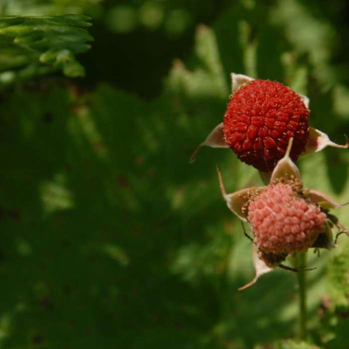 Near Coldwater Lake Hiking Trail
