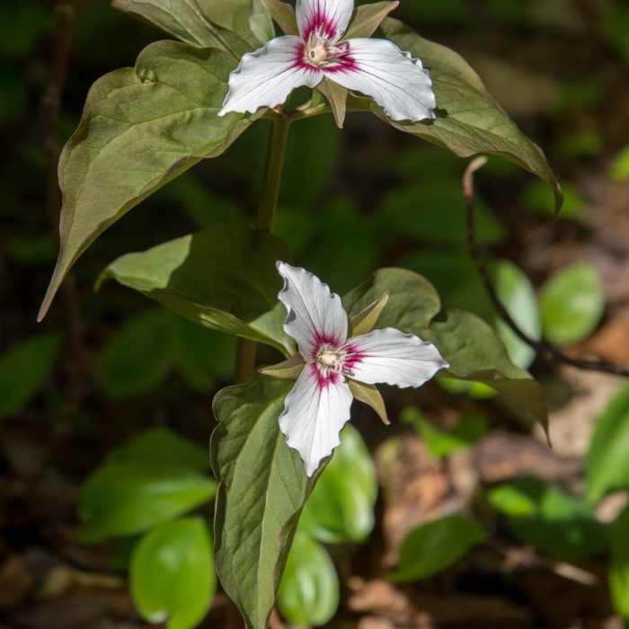 Near Mount Hale via Hale Brook Trail Near Mount Hale via Hale Brook Trail