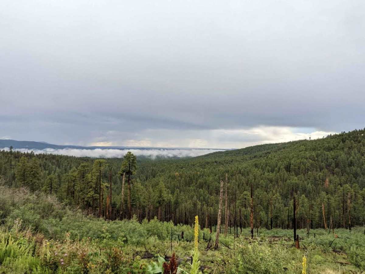 Mushroom Loop trail photo
