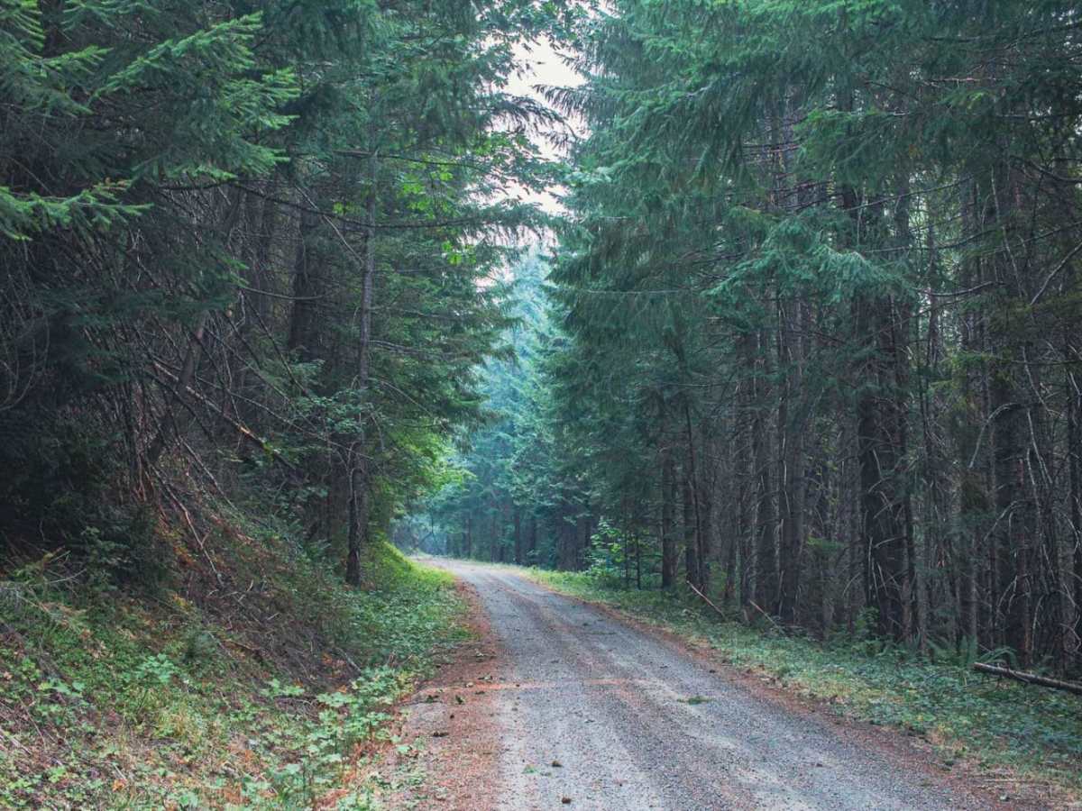 Trapper Creek photo 5