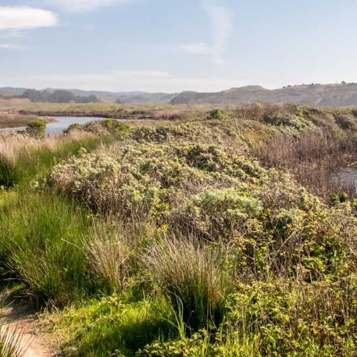 Near Pescadero Marsh Natural Preserve