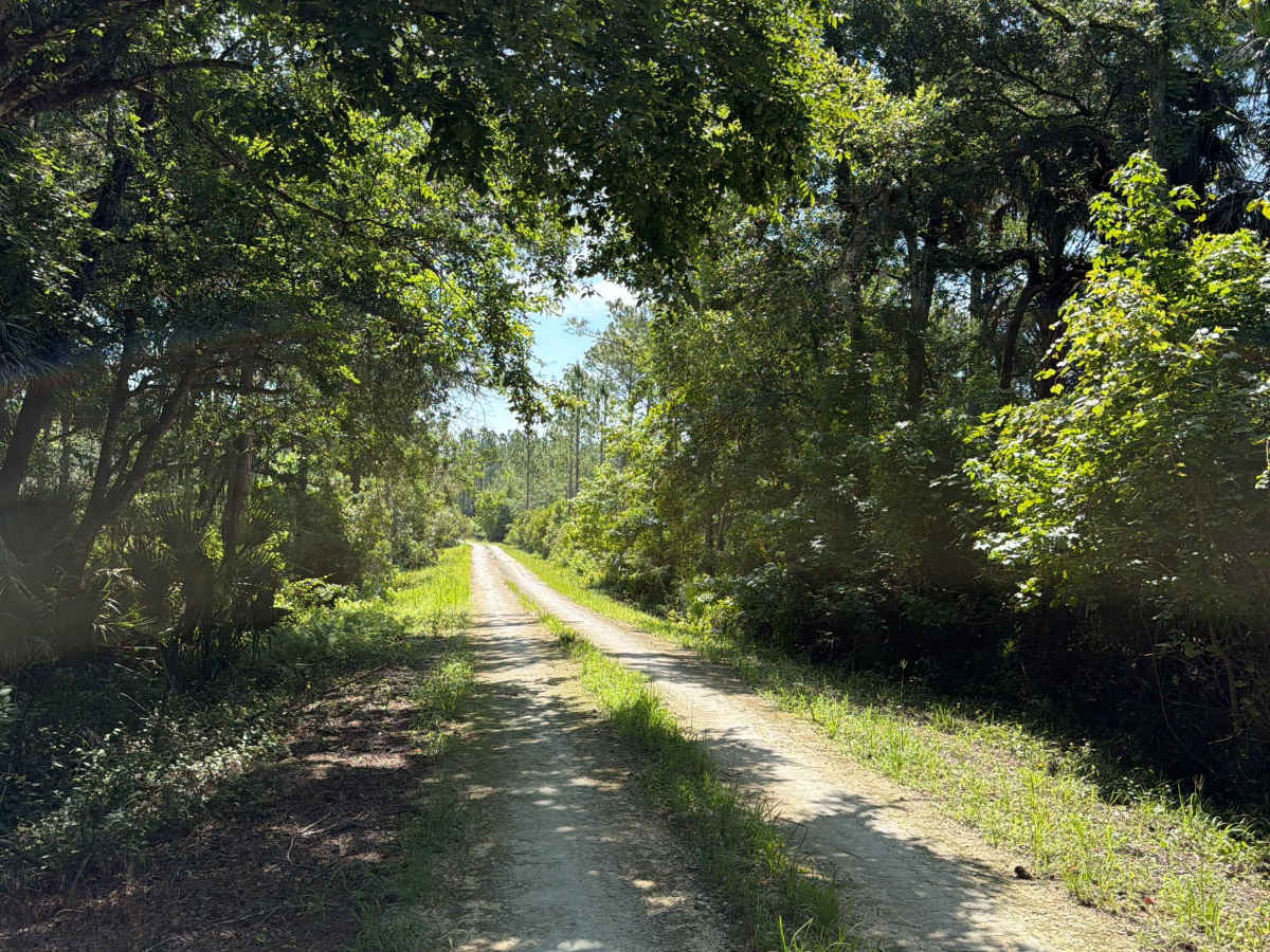 Bluffton Road photo 4