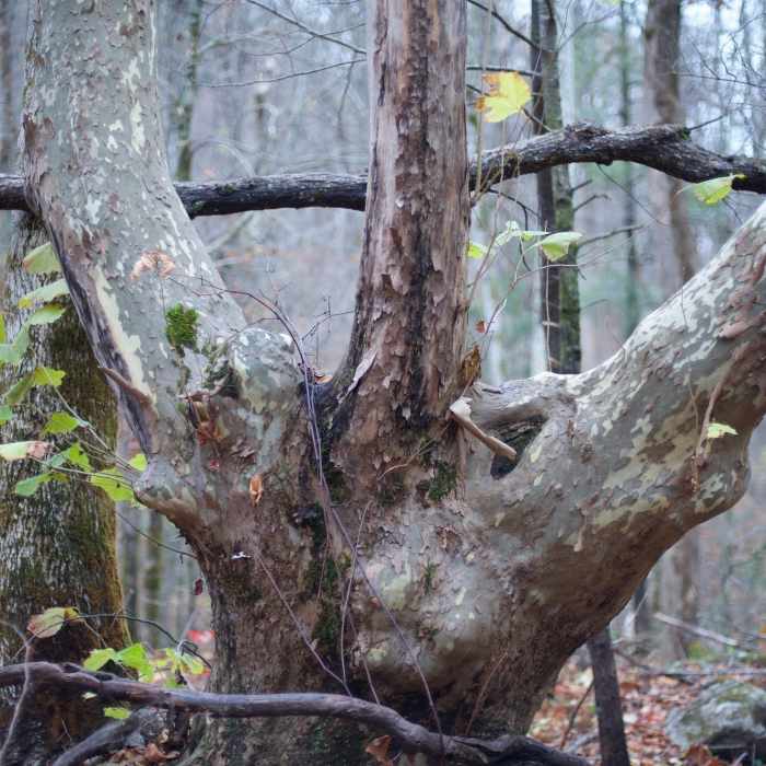 An old tree along the Twin Creeks Trail that looks like a 3 fingered hand. Near Twin Creeks Trail