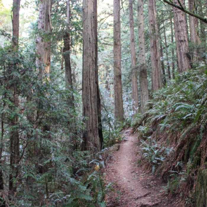 Near Steep Ravine Trail to Dipsea Trail Loop