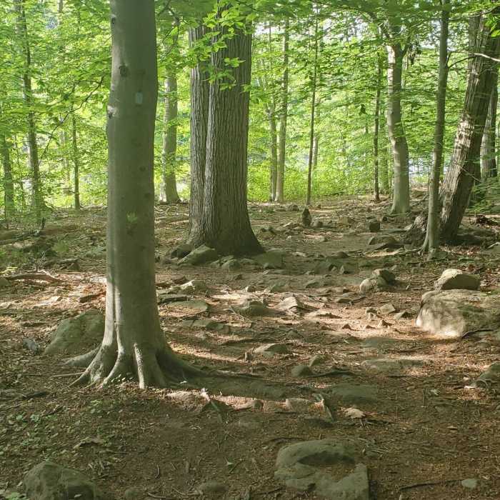 Near Mill Pond Trail