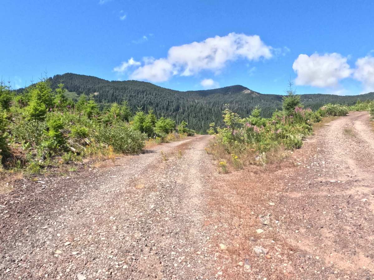 FS 2067530 trail photo