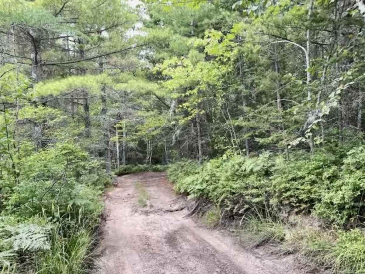 Blueberry Alley photo 5