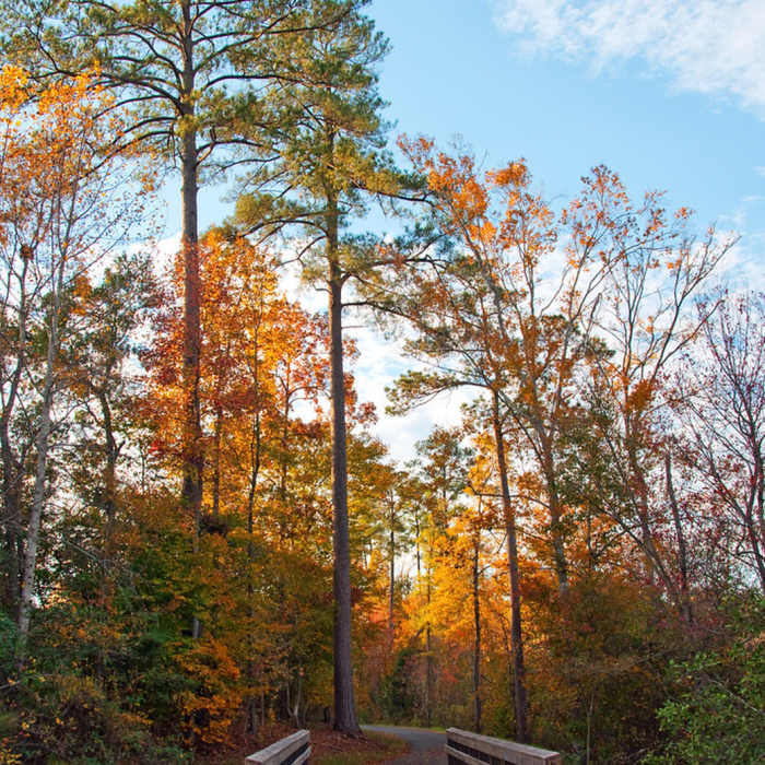 Near Neuse River Trail